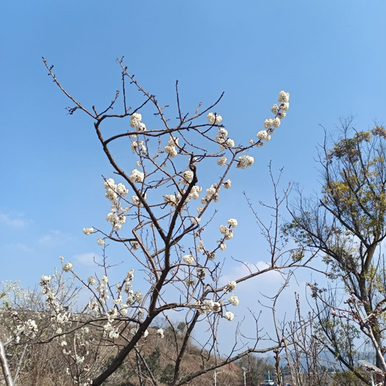 结婚证上印的是什么花图案（结婚证上印花是什么花）