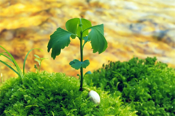 重阳的来历（重阳节的来历）